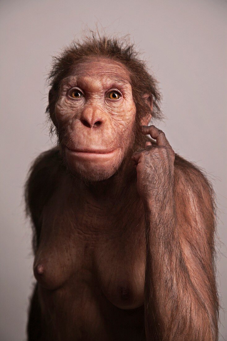 Australopithecus sediba female model