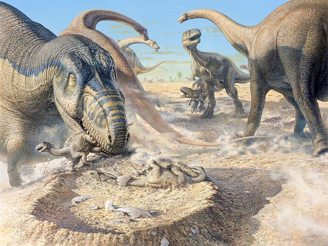Aucasaurus dinosaur, illustration