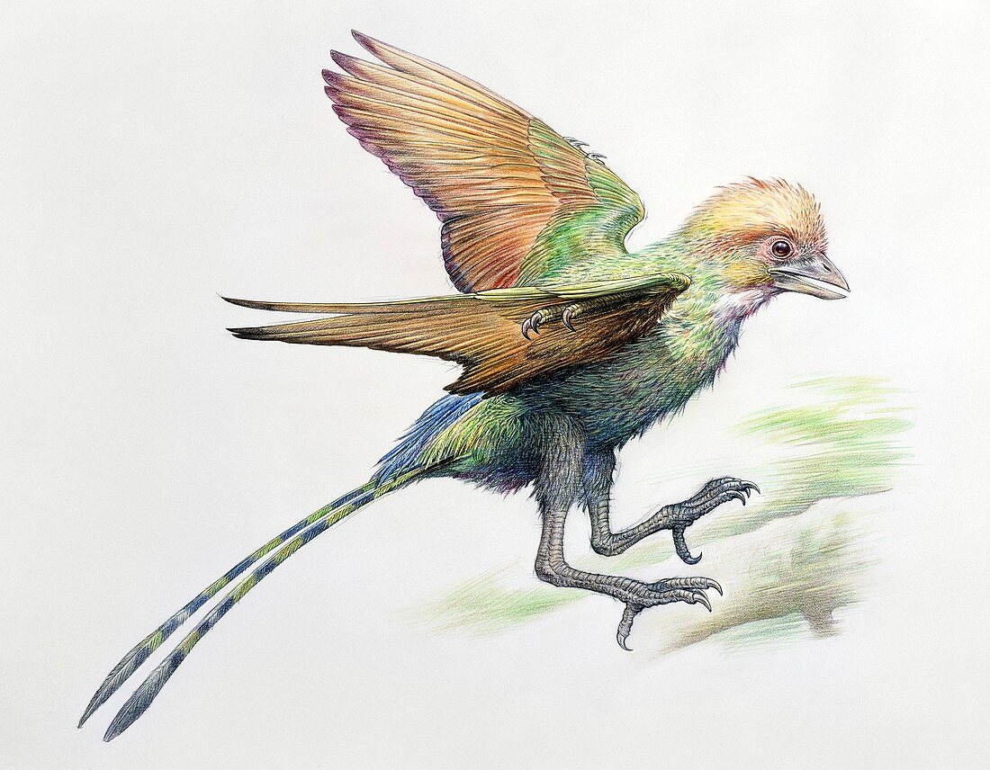 Changchengornis prehistoric bird, illustration
