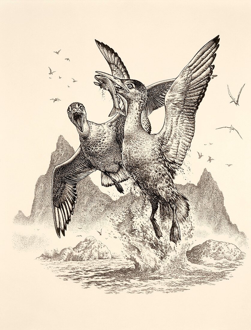 Ichthyornis prehistoric birds, illustration