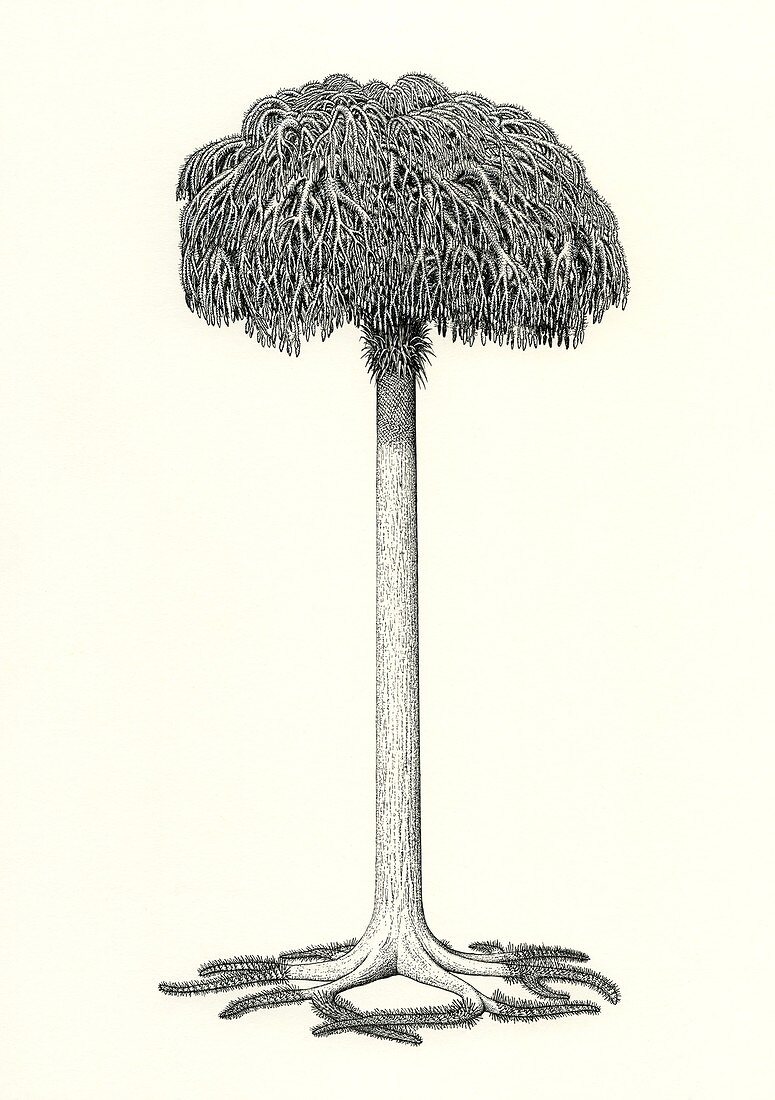 Lepidodendron prehistoric tree, illustration