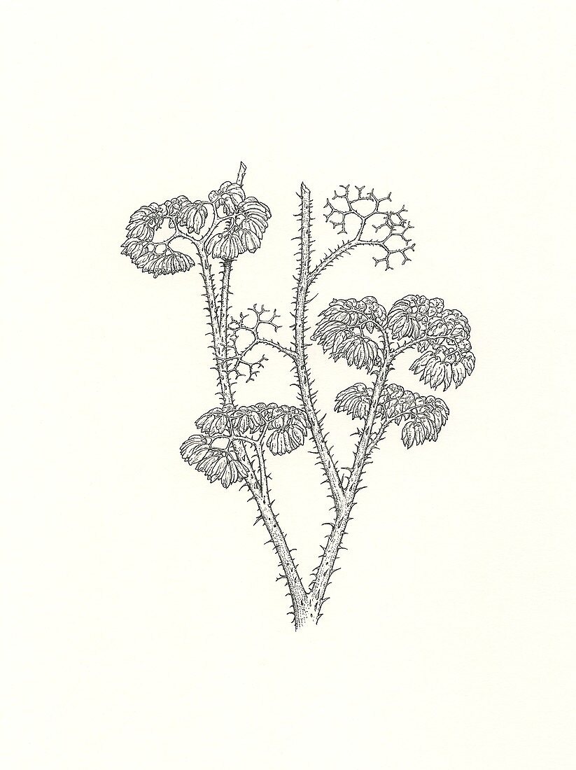 Psilophyton prehistoric plant, illustration