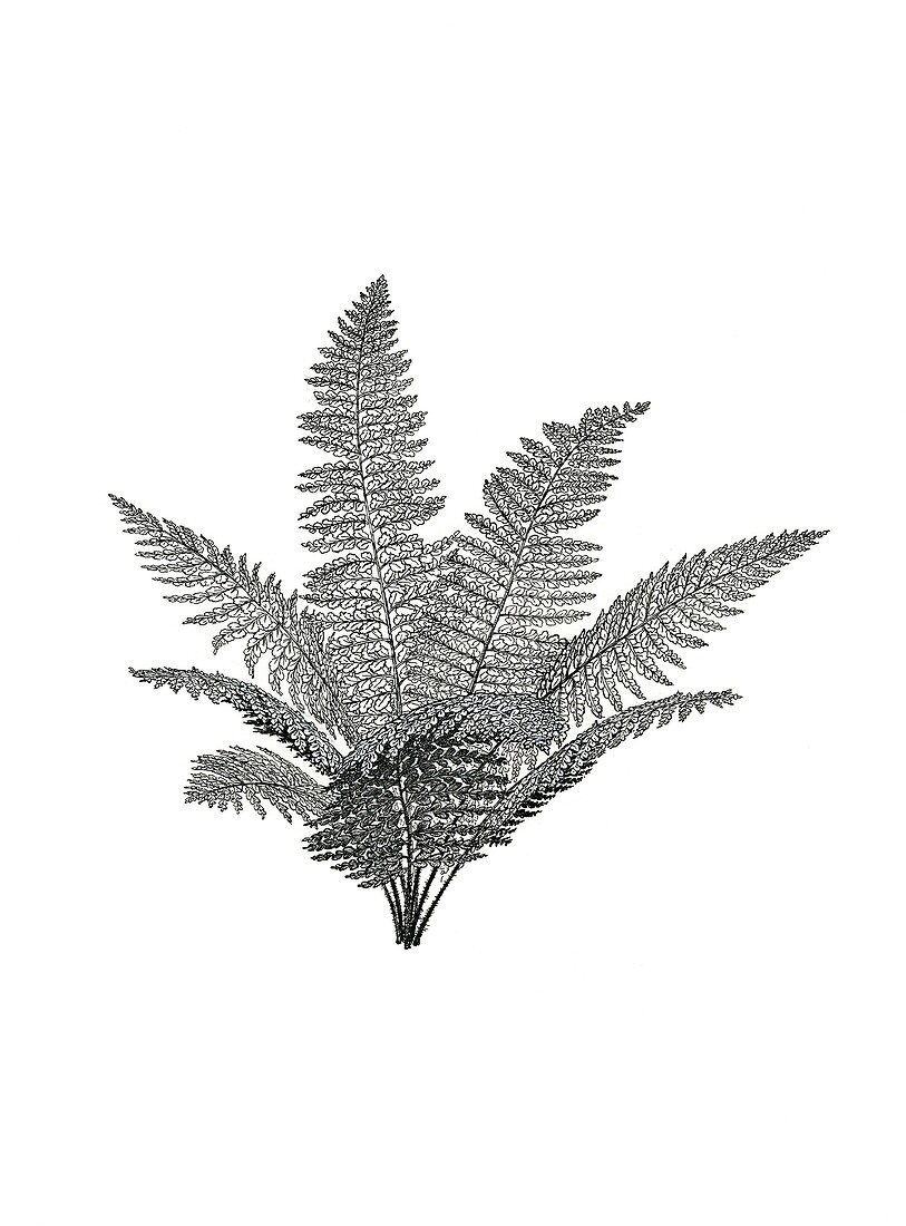 Renaultia prehistoric fern, illustration