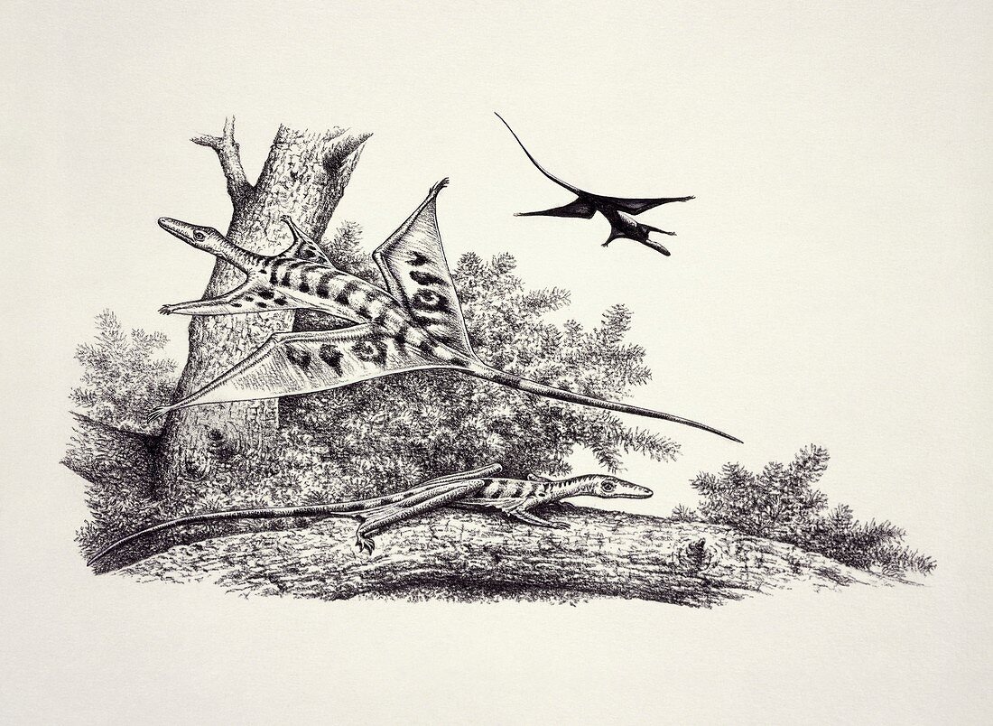 Sharovipteryx prehistoric gliding reptiles, illustration