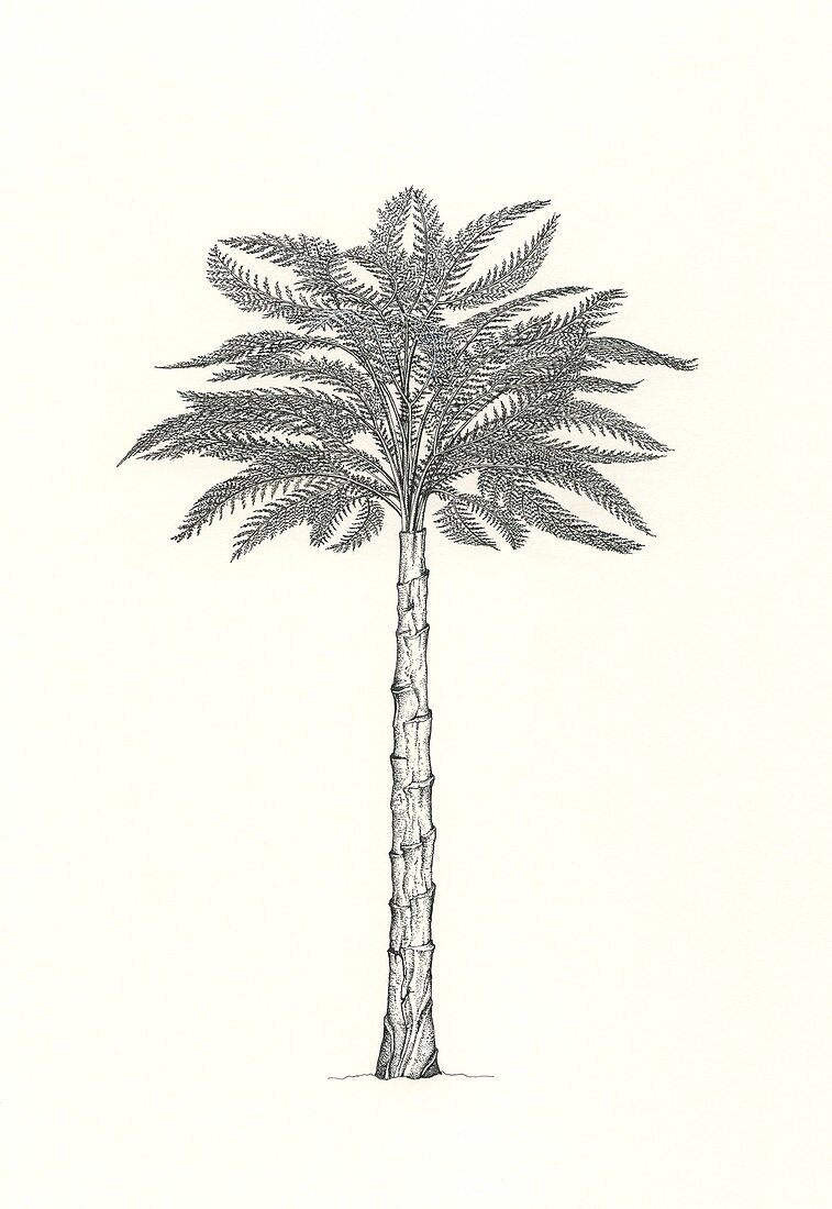 Telangium prehistoric fern, illustration