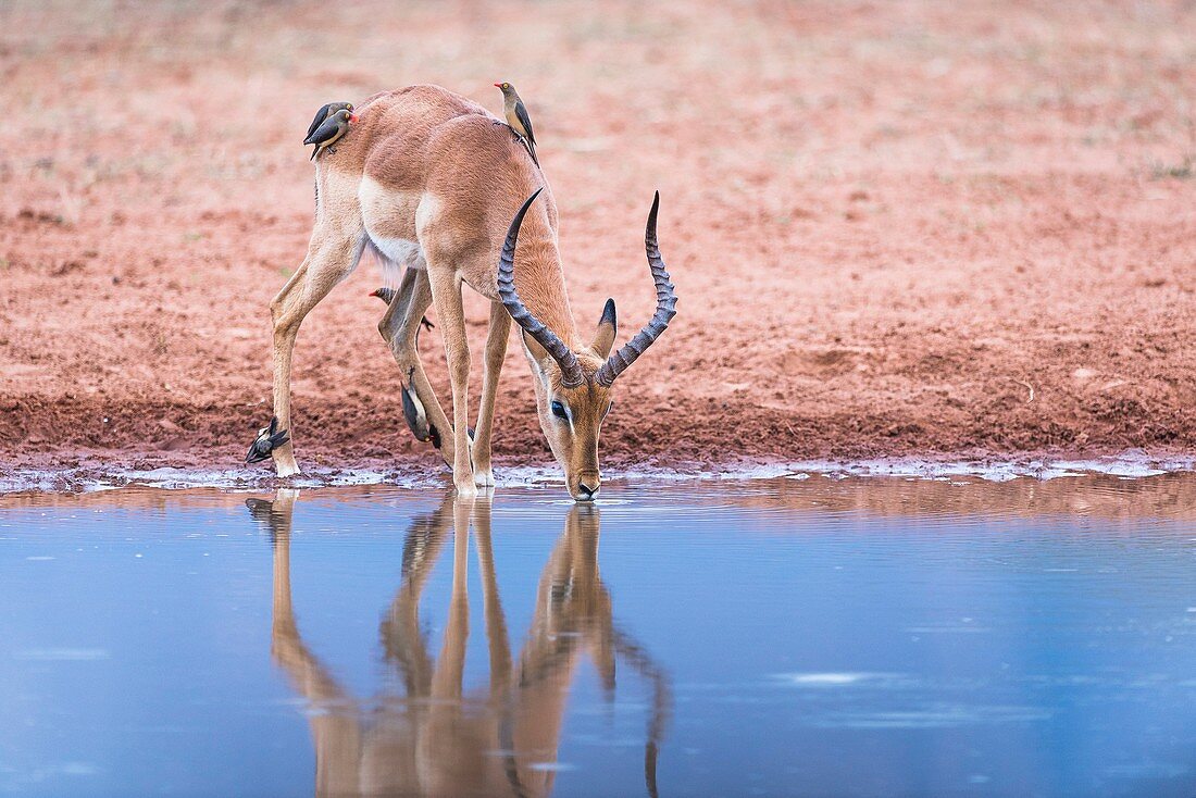 Impala ram drinking from a waterhole