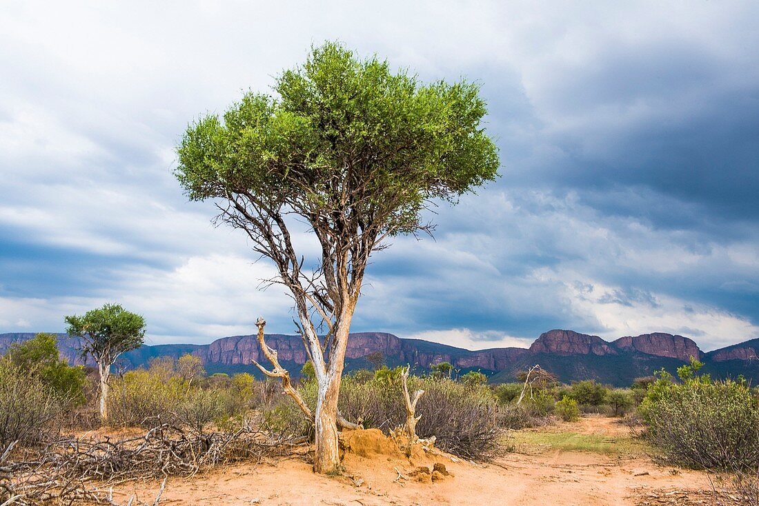 Blue thorn trees against a stormy backdrop