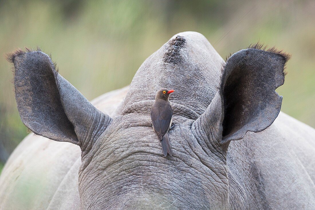 Red-billed oxpecker on rhino