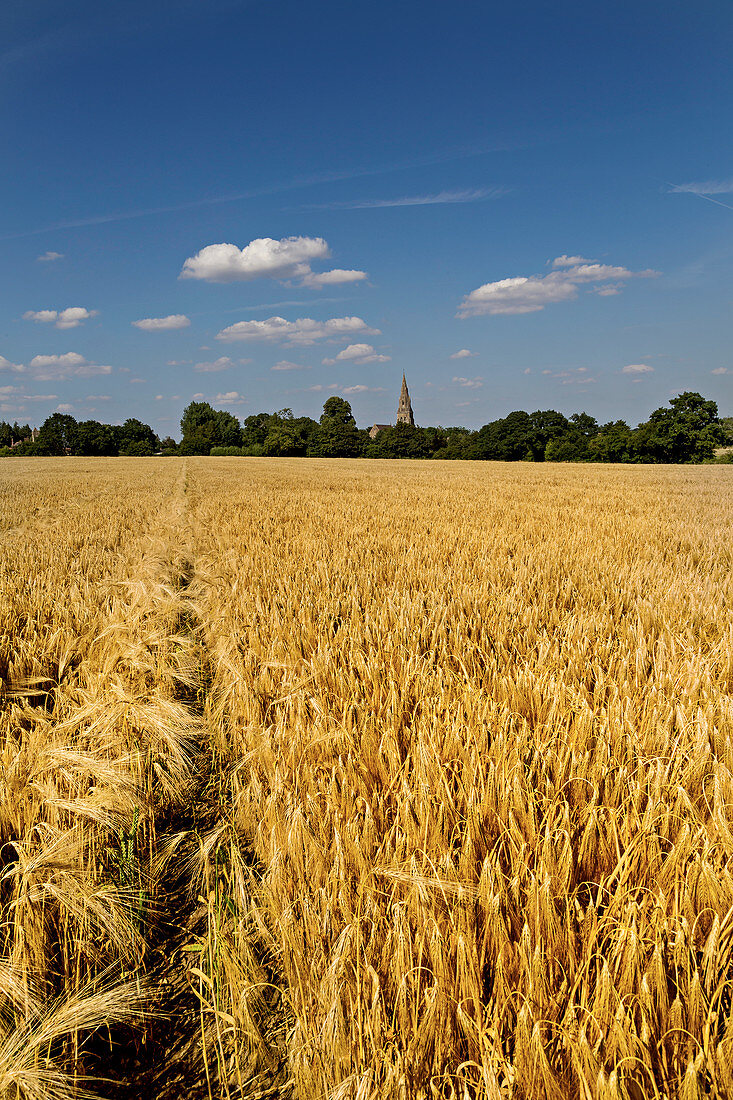 Wheat field in summer