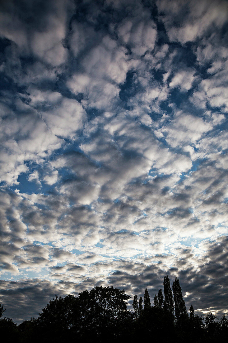 Altocumulus stratiformis clouds