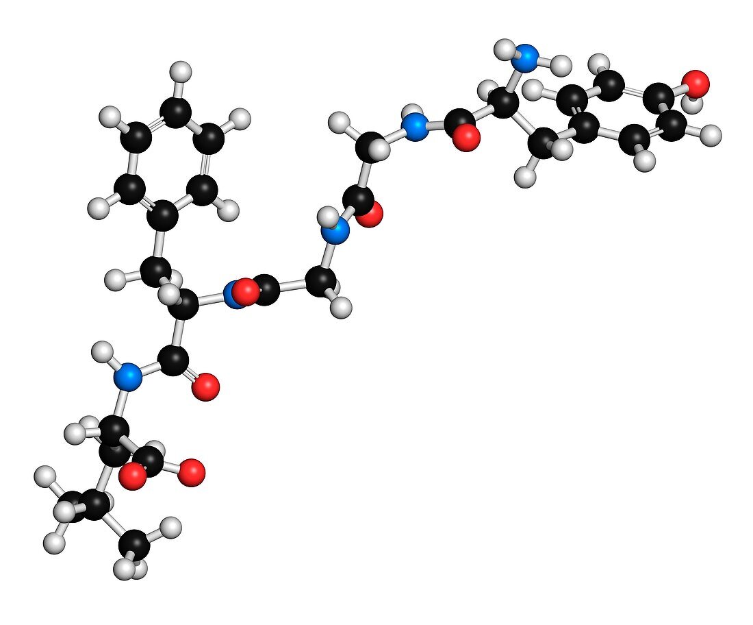 Leu-enkephalin endogenous opioid molecule