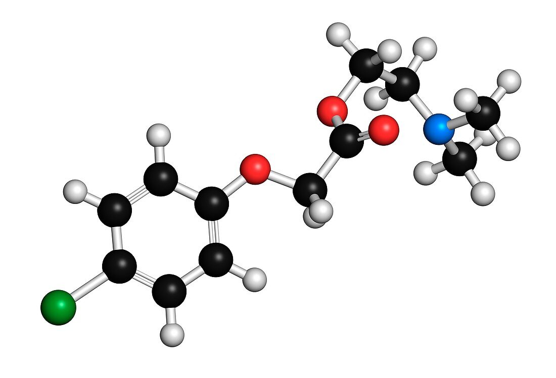 Meclofenoxate nootropic molecule