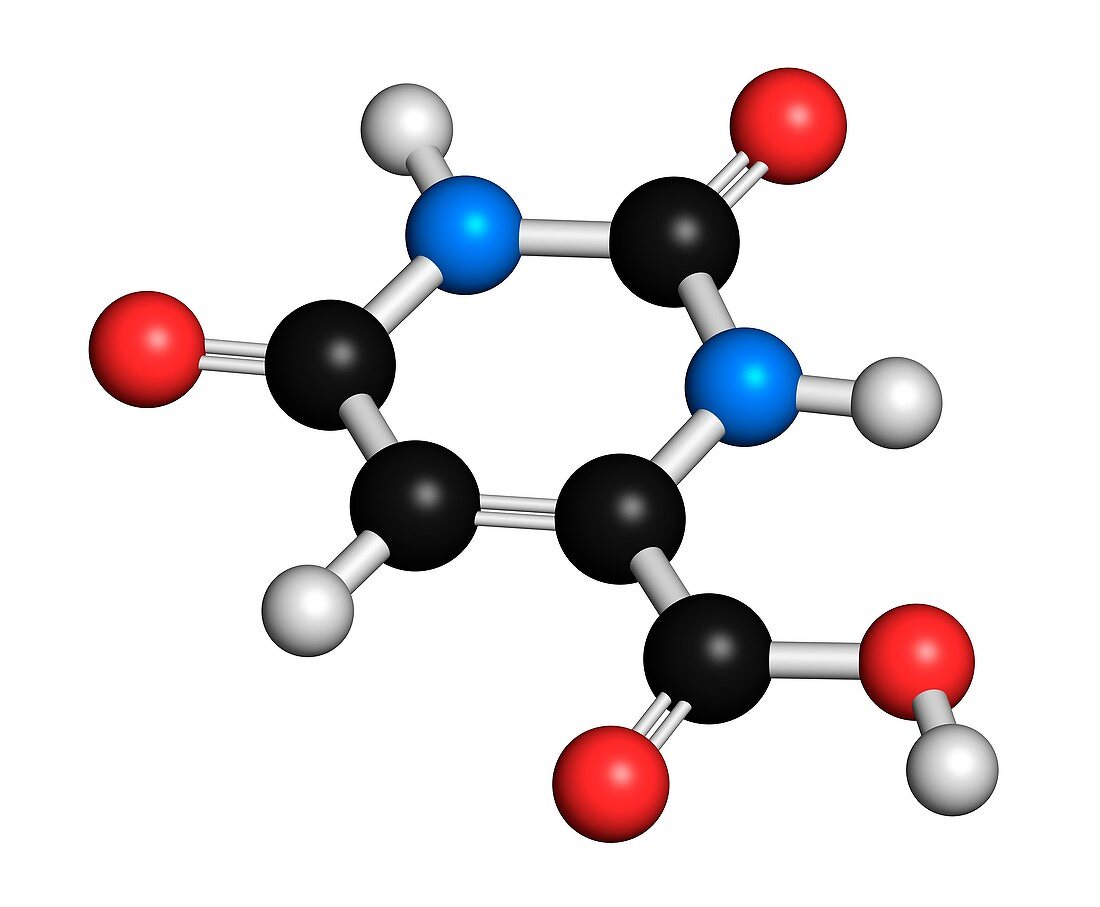 Orotic acid molecule