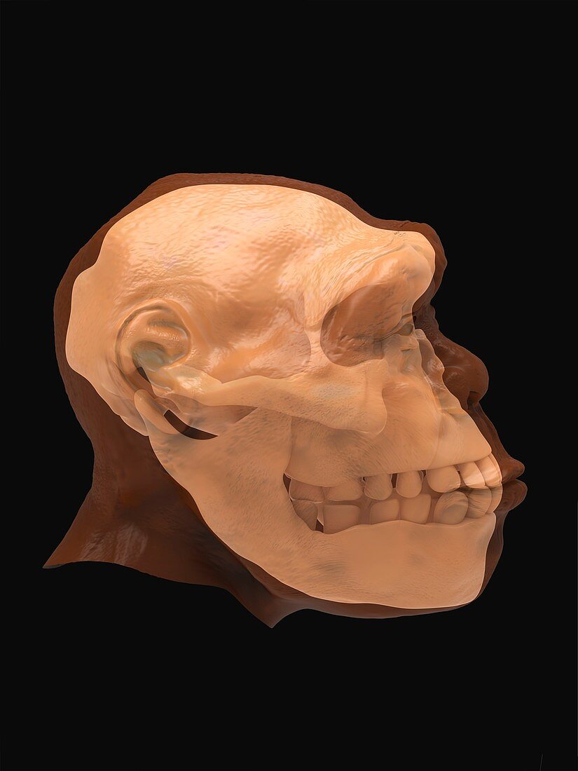 Homo georgicus skull and head, illustration