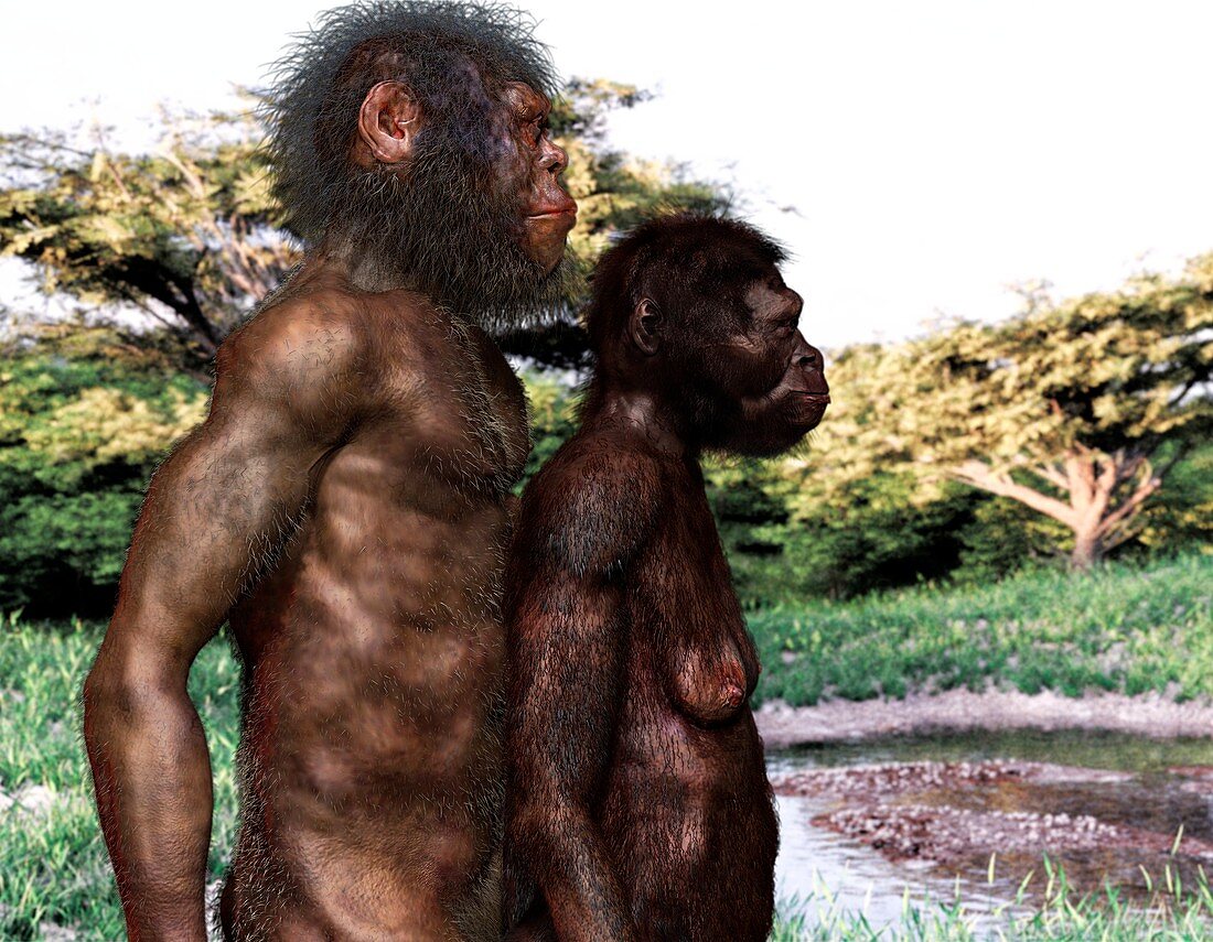 Homo naledi male and female, illustration