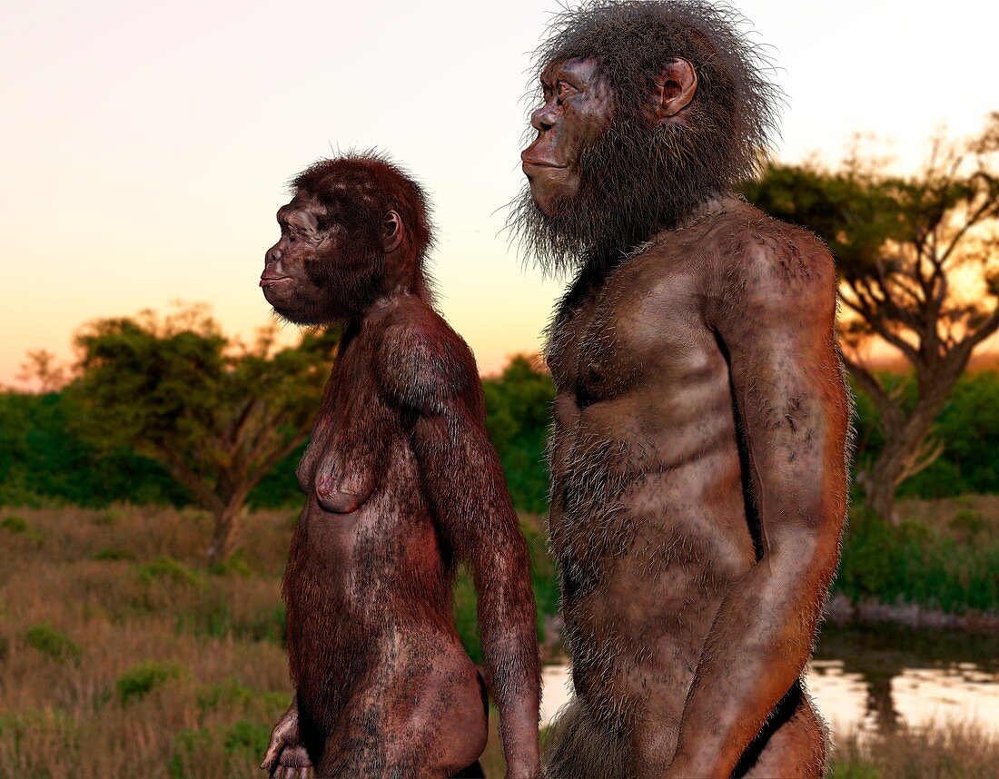 Homo naledi male and female, illustration