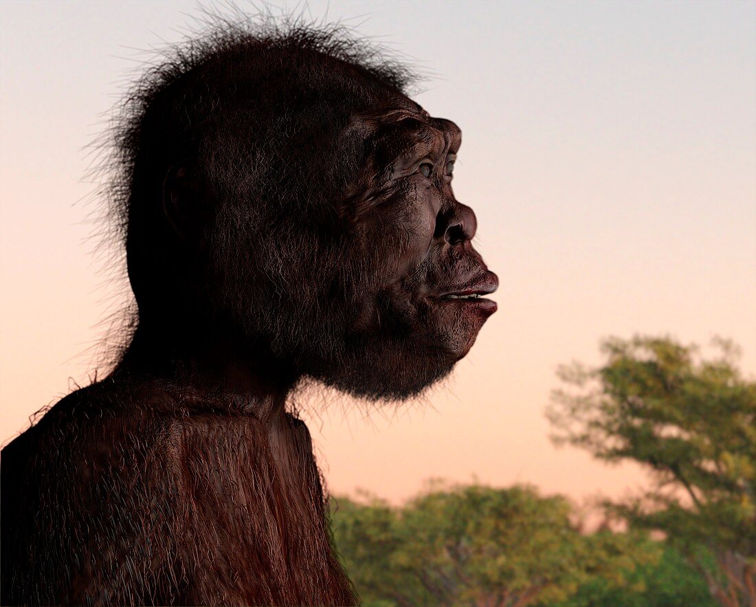 Homo naledi female, illustration