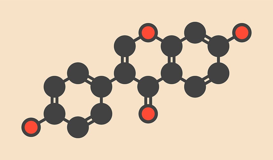 Daidzein isoflavone molecule