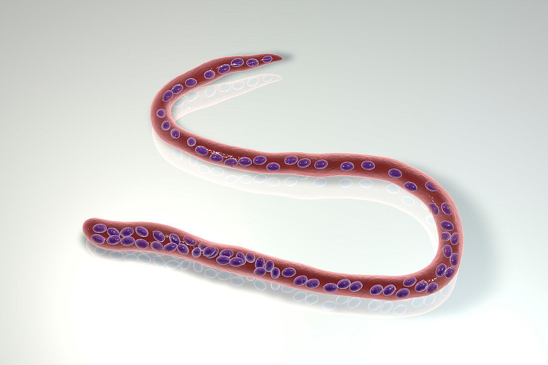 Mansonella perstans parasitic worm, illustration