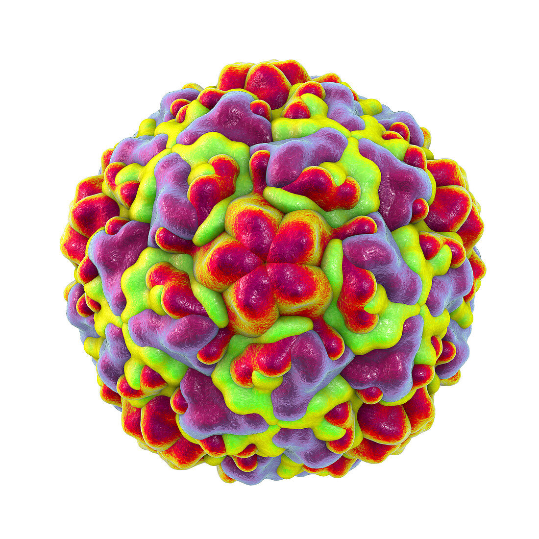 Rhinovirus, illustration