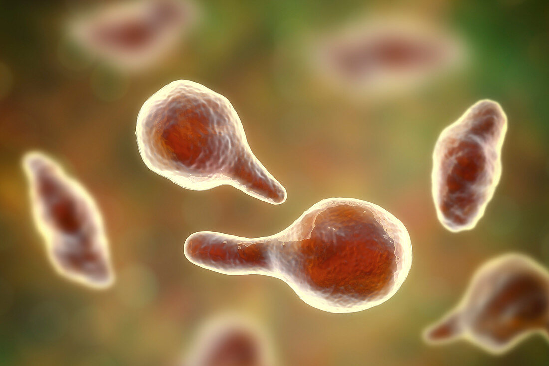 Mycoplasma genitalium bacteria, illustration