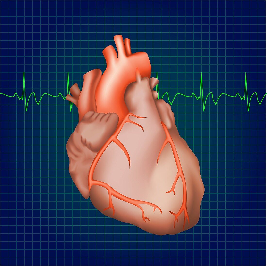 Healthy human heart, illustration