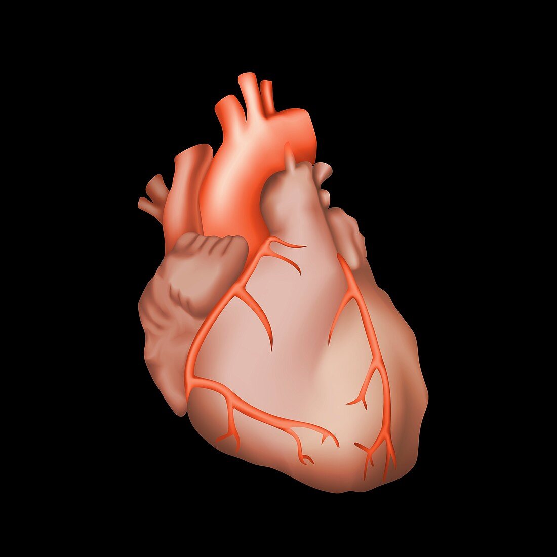 Human heart, illustration