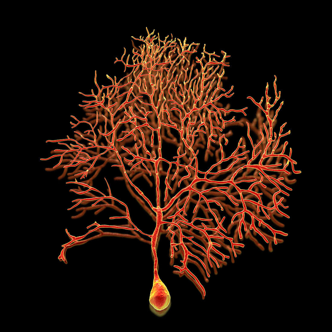 Purkinje nerve cell of the cerebellum, illustration