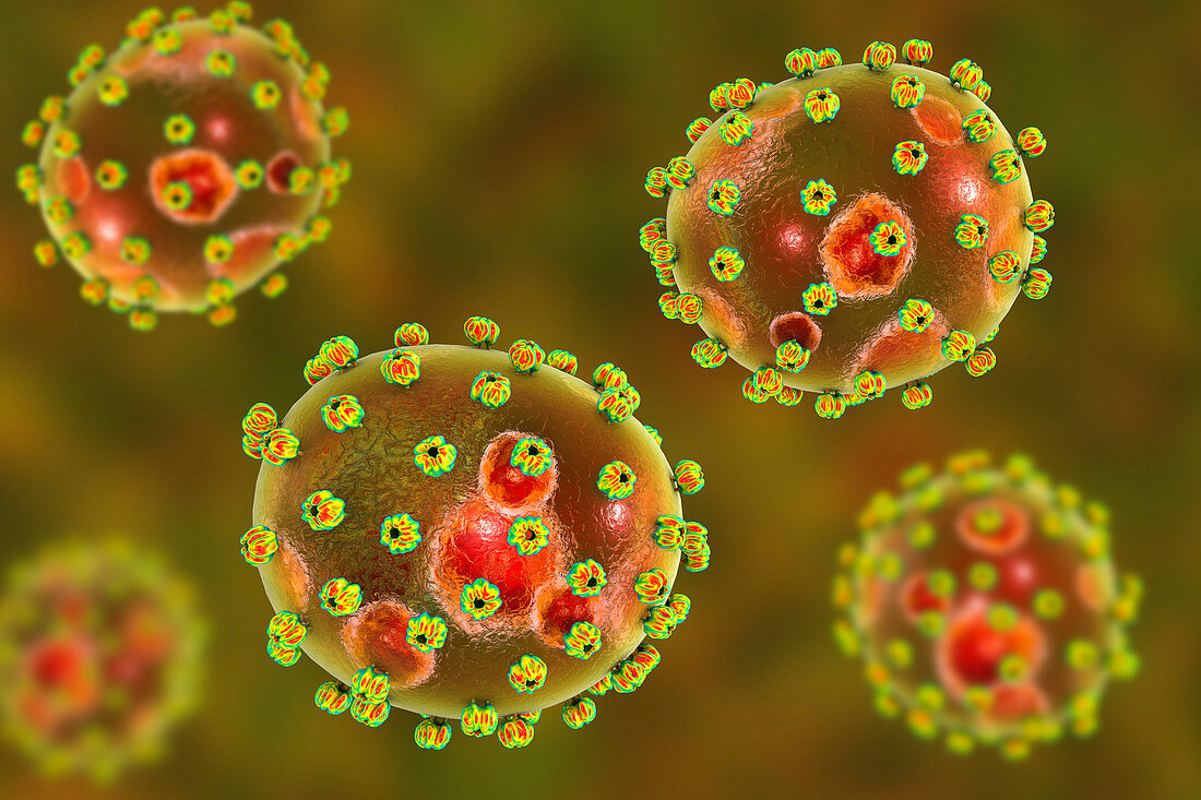 Lassa virus particles, illustration