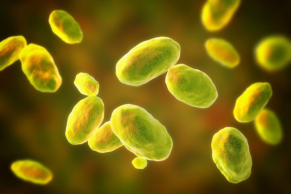 Yersinia enterocolitica bacteria, illustration