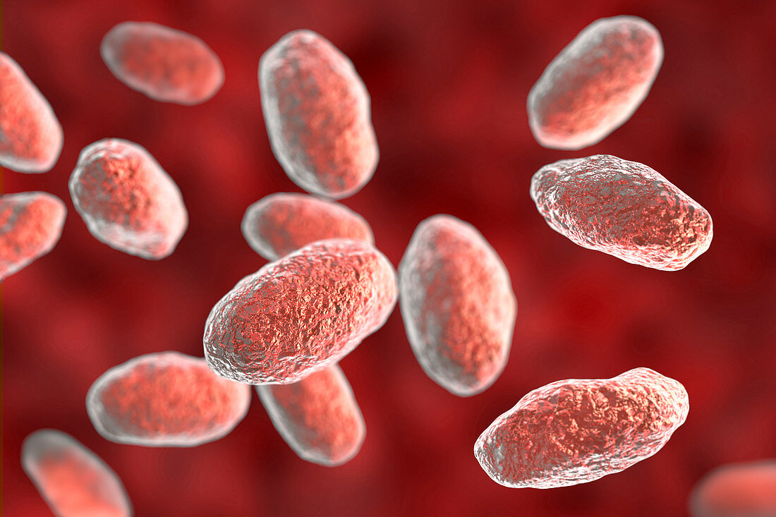 Yersinia pseudotuberculosis bacteria, illustration
