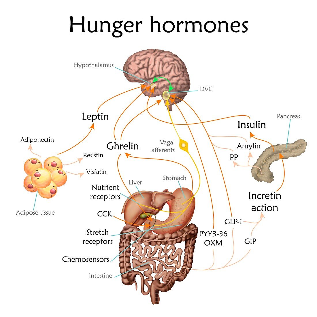 Appetite and hunger hormones, illustration