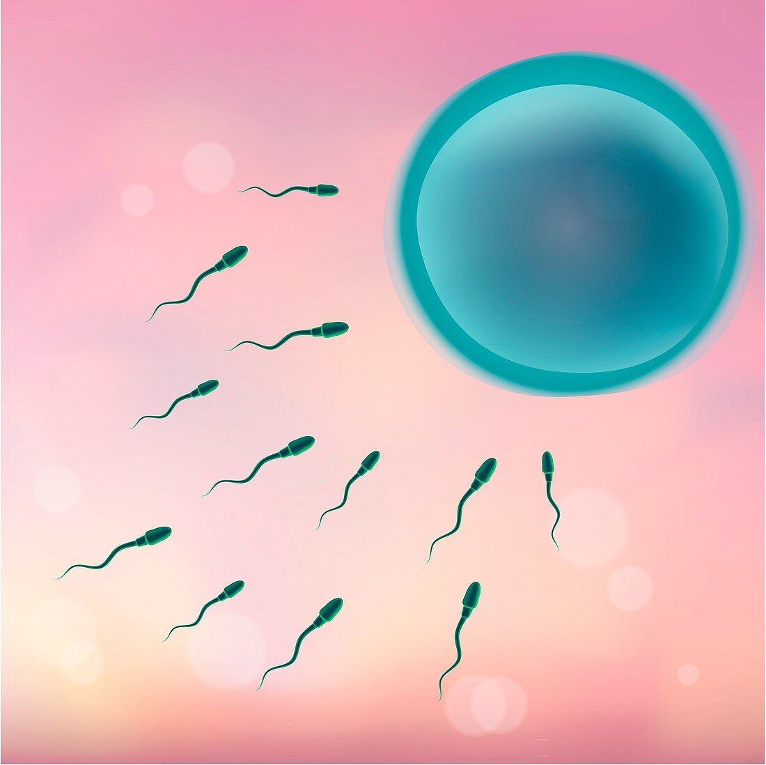 Human sperm and egg, illustration