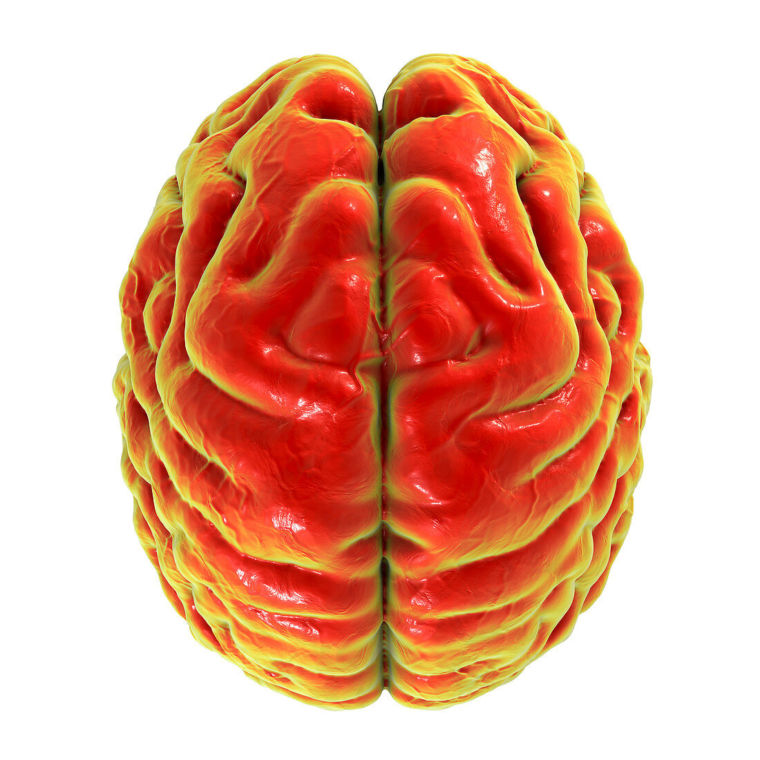 Human brain, computer illustration