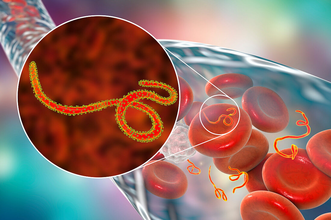 Ebola virus particles in blood, illustration