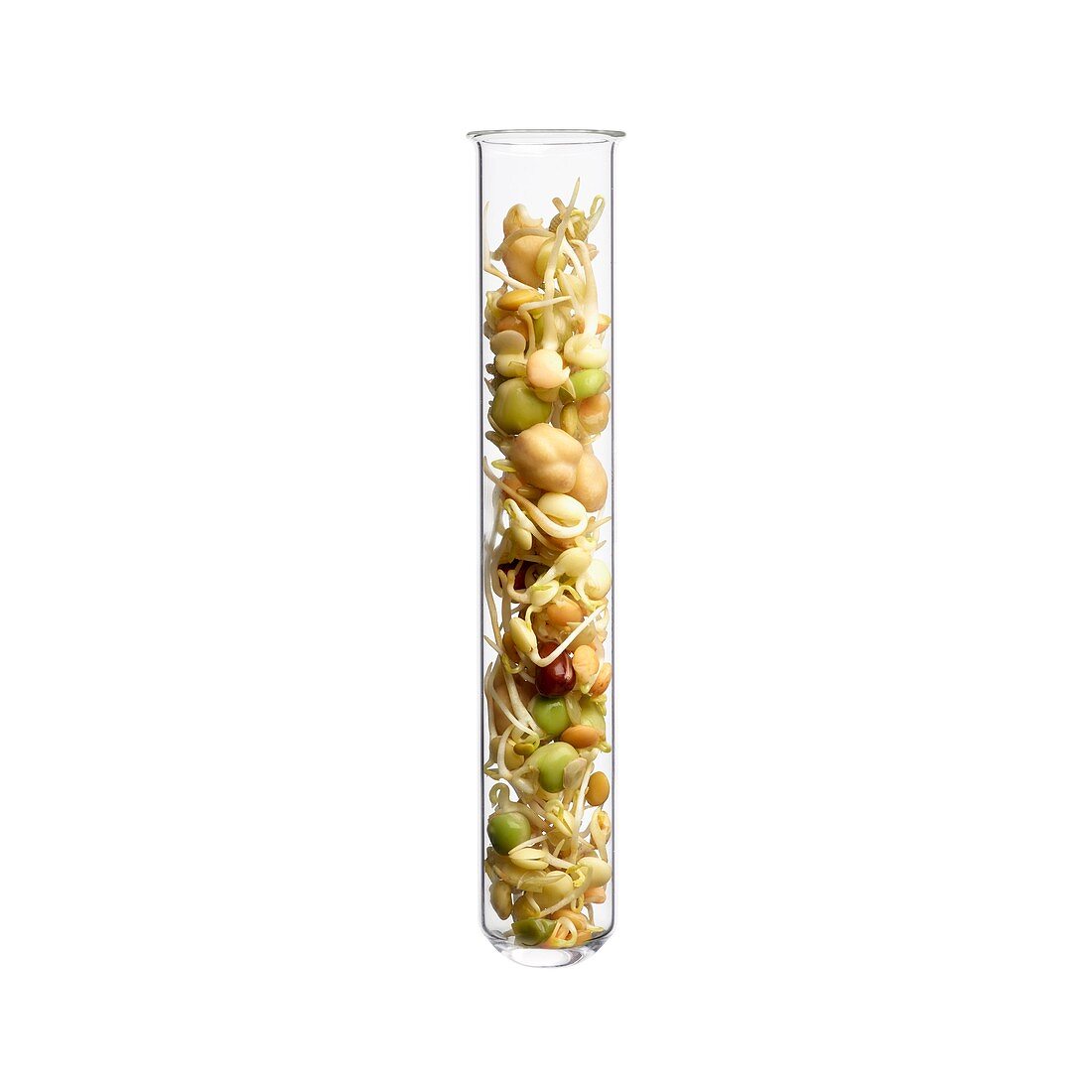 Sprouting beans in test tube