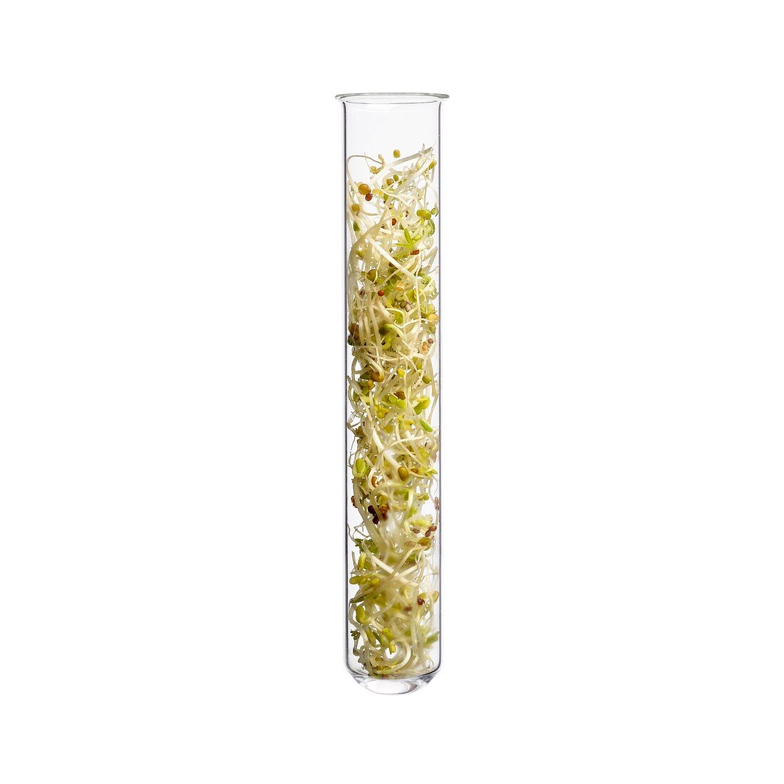 Alfalfa sprouts in test tube