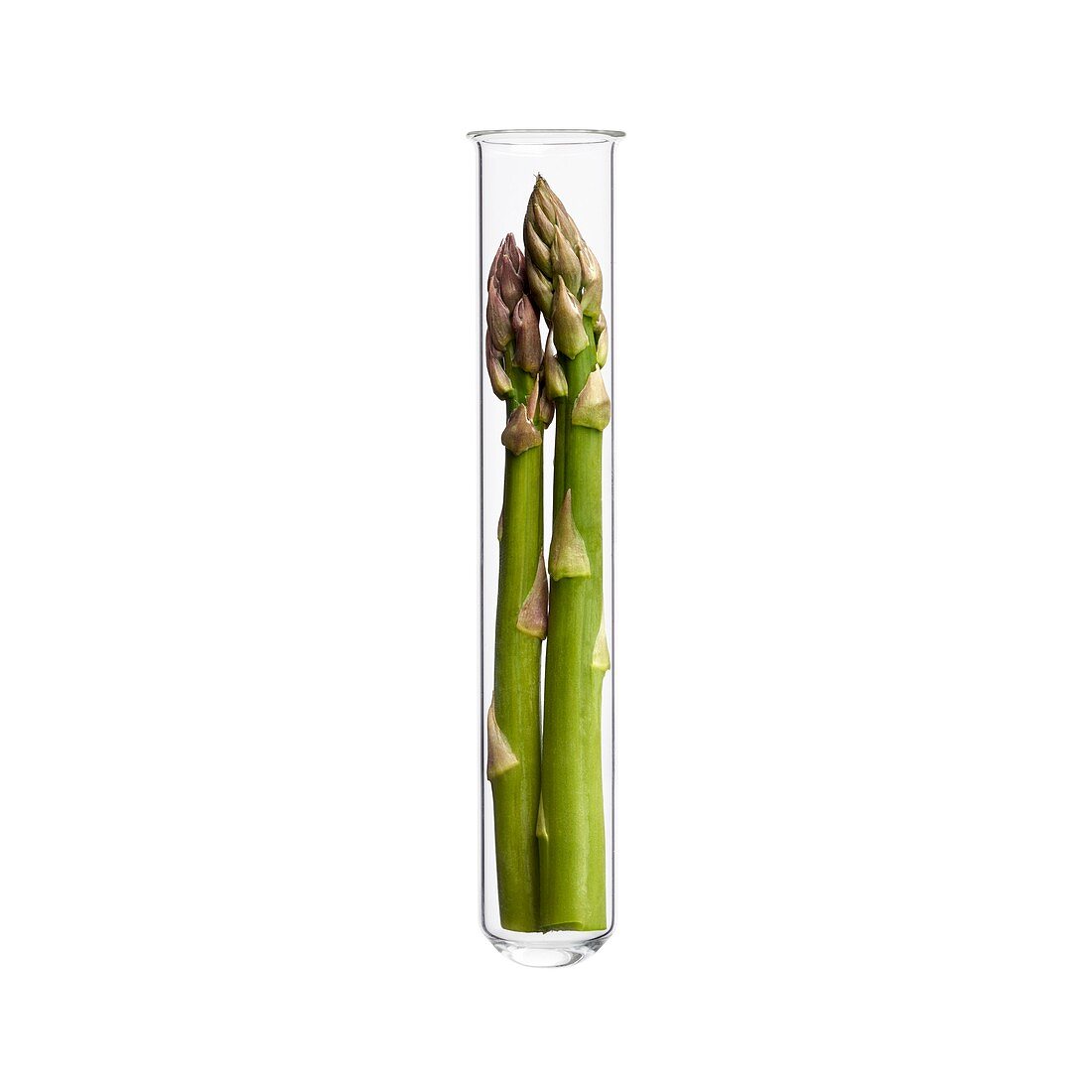 Asparagus in test tube