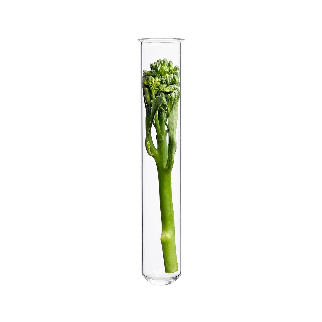 Broccoli in test tube