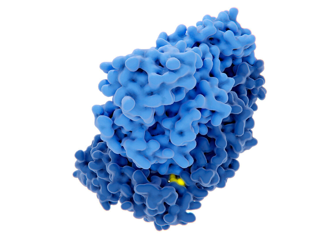 HIV-1 reverse transcriptase inhibition, illustration
