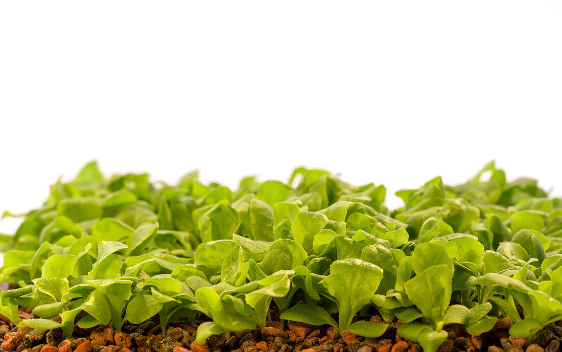 Lettuce seedlings