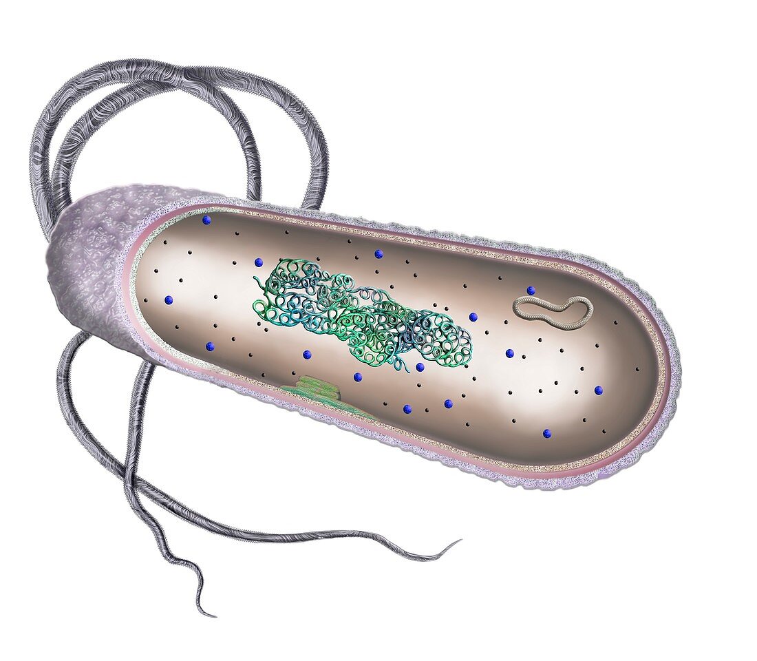 Bacterial cell, illustration