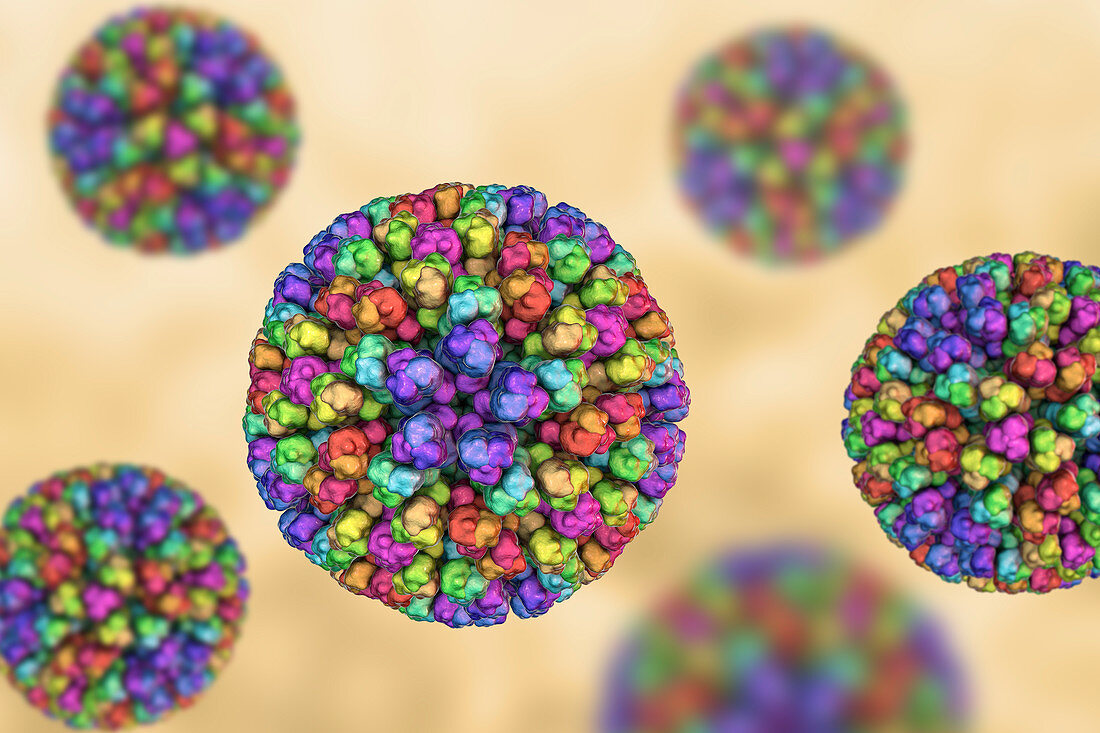 Bluetongue virus particle, illustration