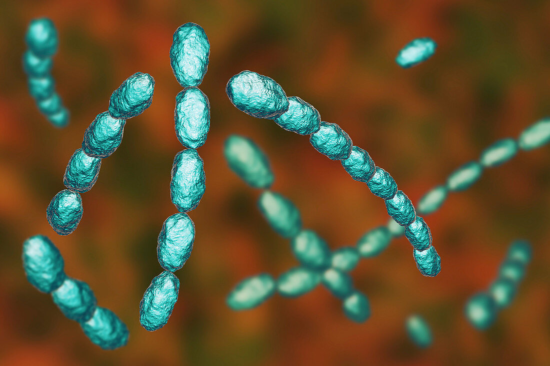 Haemophilus ducreyi bacteria, illustration
