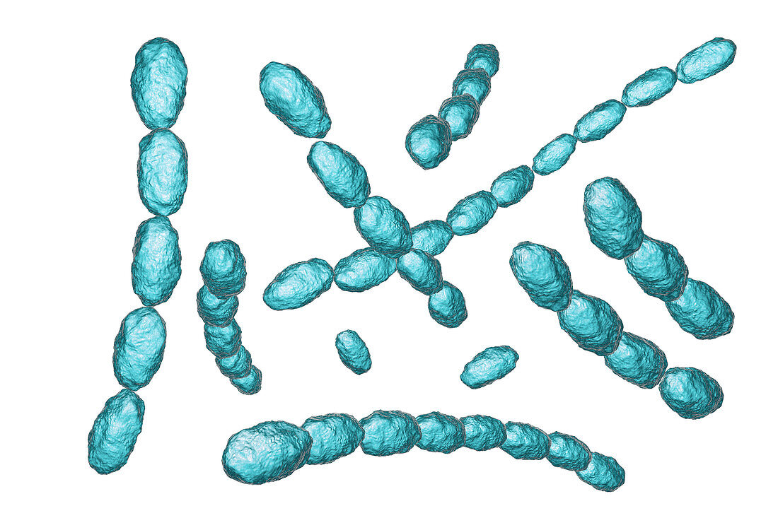 Haemophilus ducreyi bacteria, illustration
