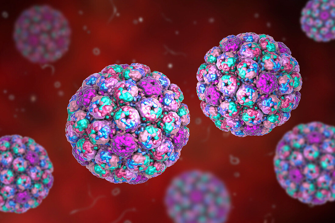 Polyoma BK virus, illustration