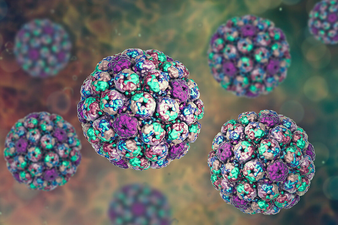 Polyoma BK virus, illustration