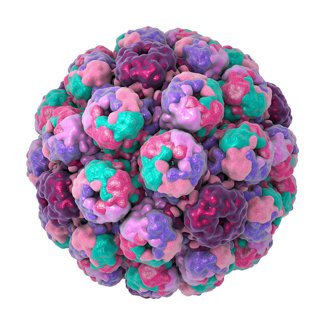 Polyoma BK virus, illustration