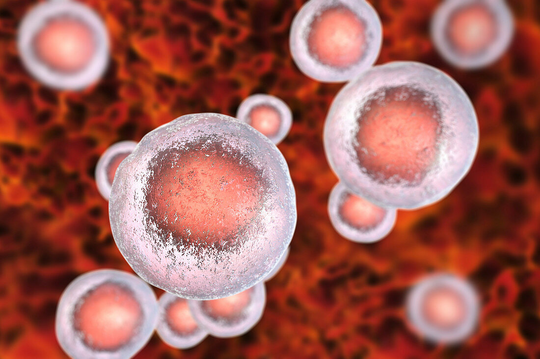 Human embryonic stem cells, illustration