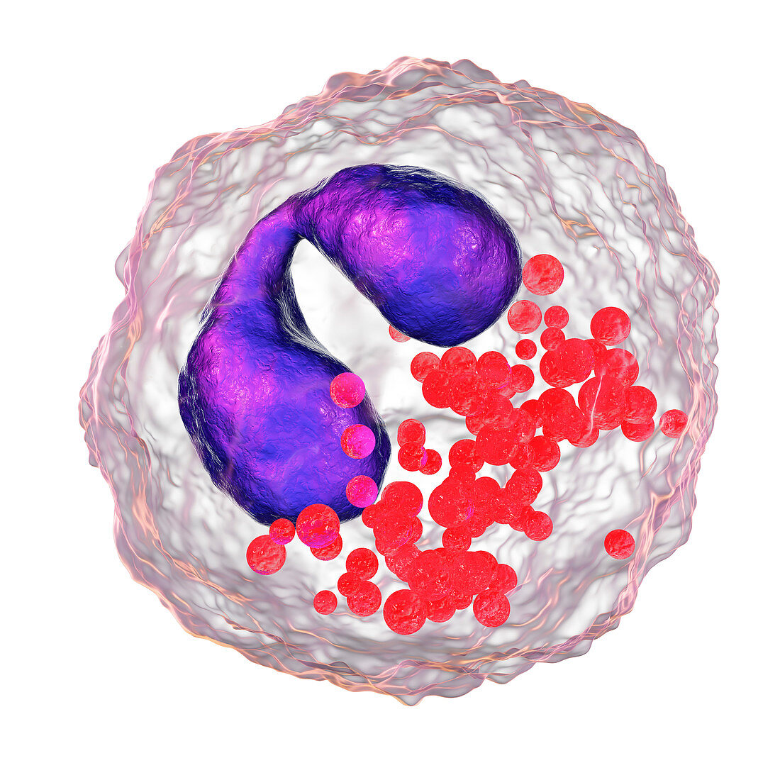 Eosinophil white blood cell, illustration